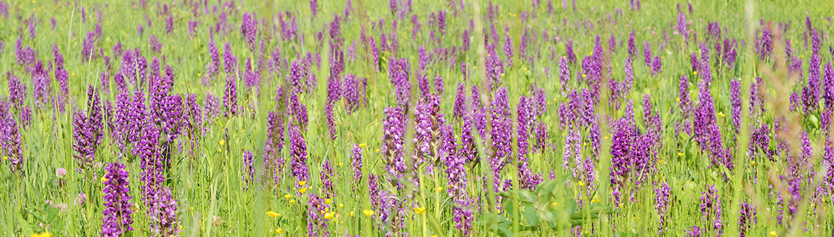 Rostock Botanical Garden Botanischer Garten Universitat Rostock