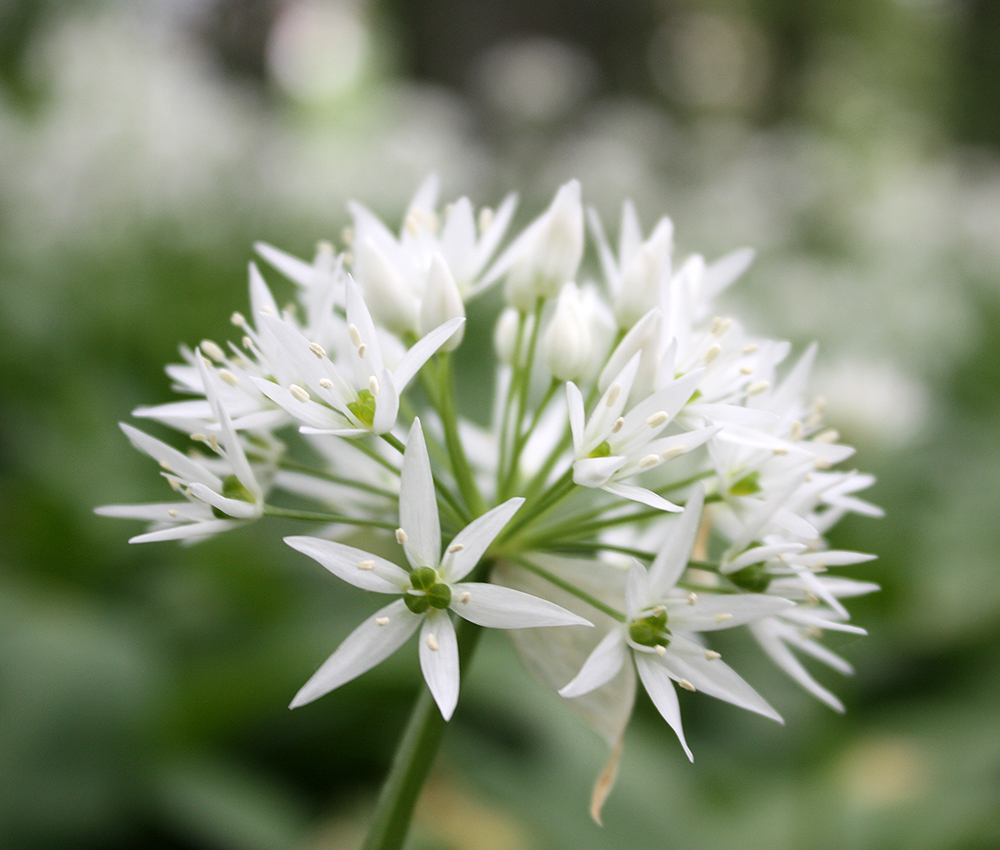 UVStrahlung und Pflanze Botanischer Garten