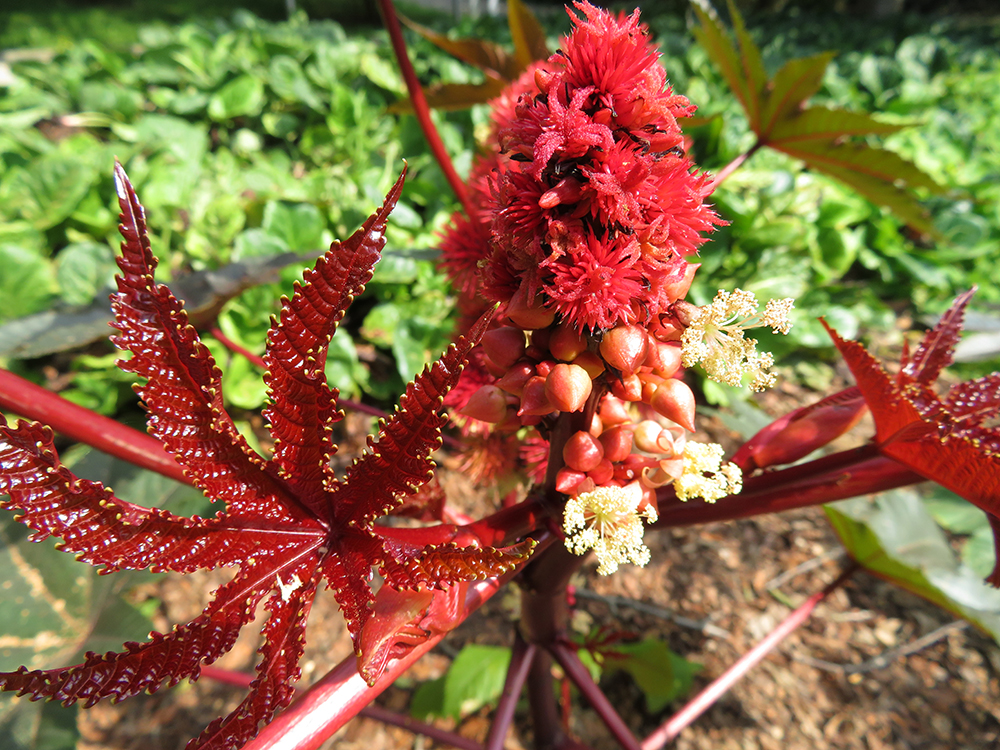 Wunderbaum (Ricinus communis) - Botanischer Garten - Universität Rostock