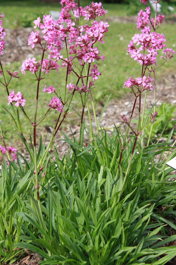 research projects in botany