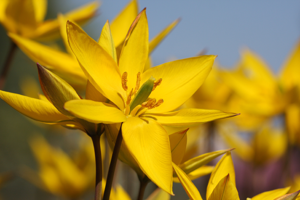 Plant of the Month (in German and Low German)