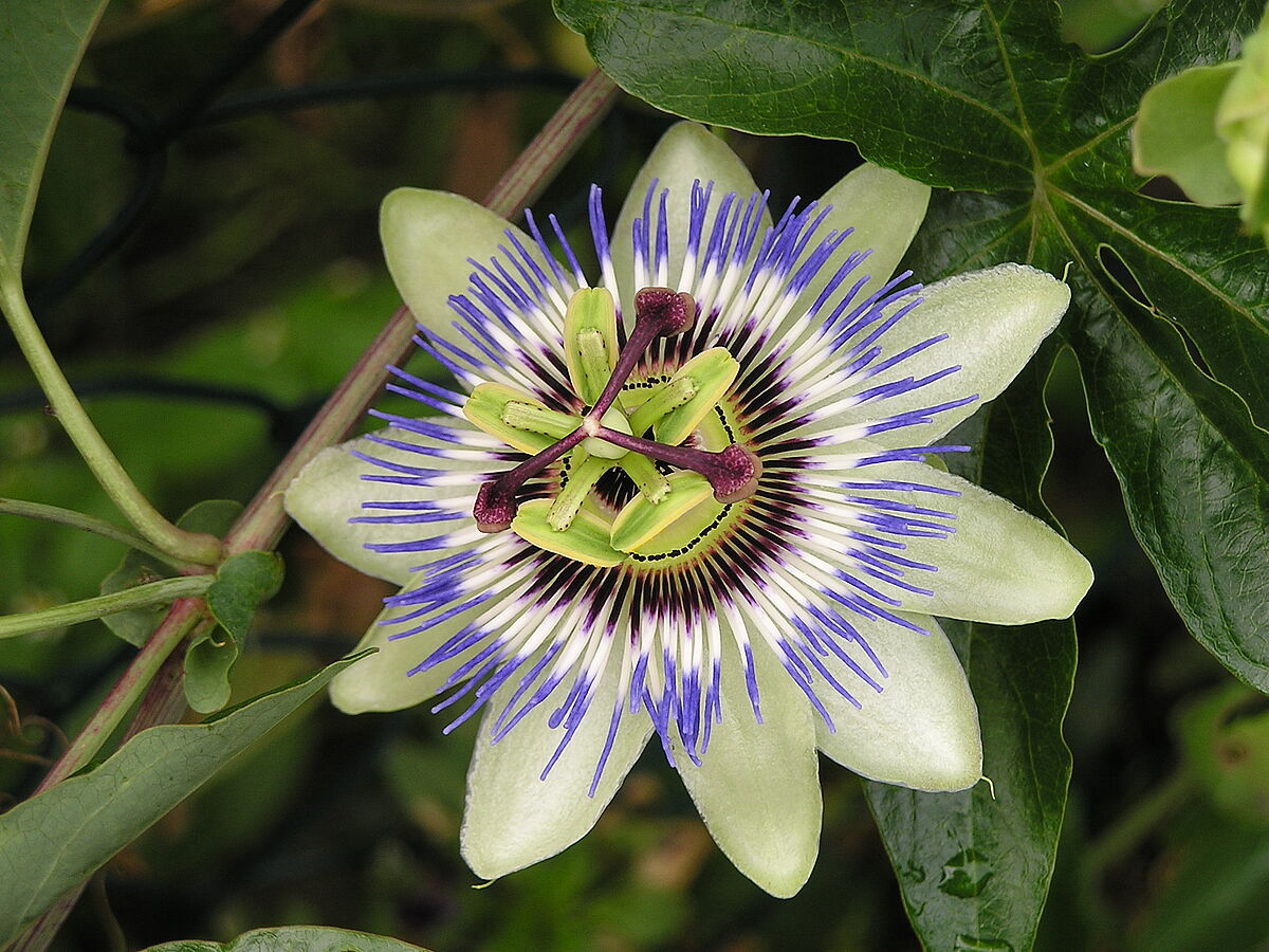 Passionsblume