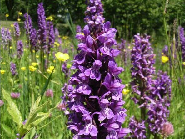 Orchideentag Mecklenburg-Vorpommern